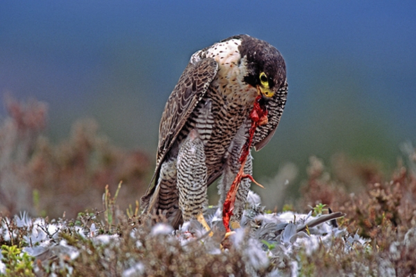 Peregrine,m with pigeon prey.