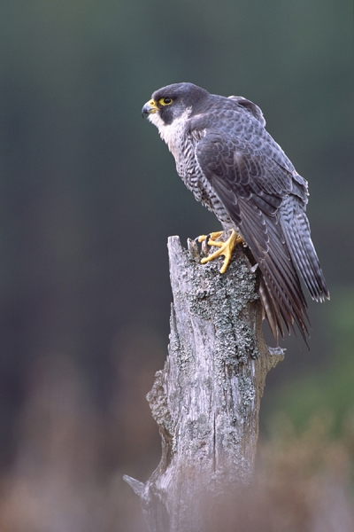 Peregrine,m on stump.