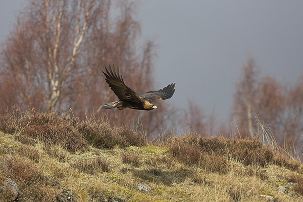 Golden Eagle in flight