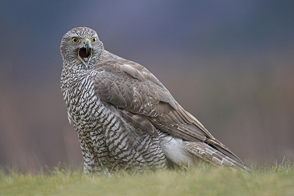 Goshawk on ground,calling.