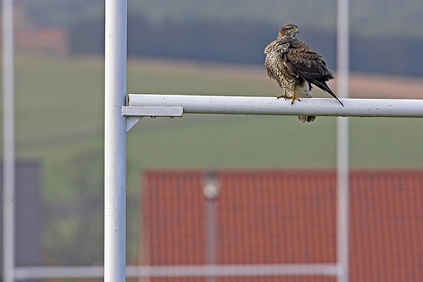 Buzzard at Duns RFC.