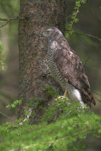 Goshawk on larch tree.