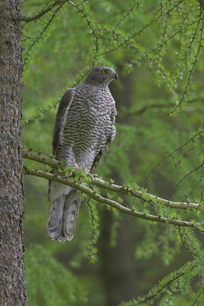 Goshawk on spring larch tree.