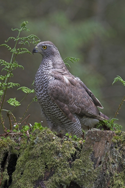 Goshawk on bracken stump.