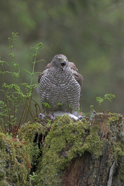 Goshawk and grey squirrel prey.