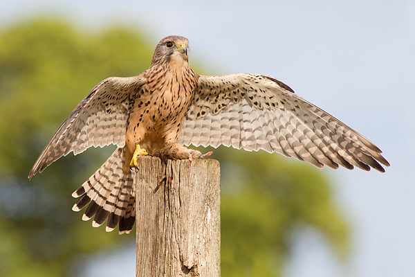 Fem.Kestrel on post,open winged,with prey 4. Sept. '16.