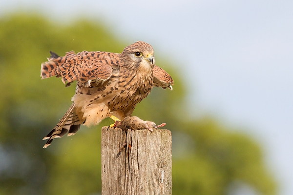 Fem.Kestrel on post,open winged,with prey 2. Sept. '16.