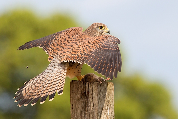 Fem.Kestrel on post,open winged,with prey 1. Sept. '16.