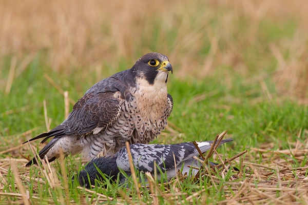 Peregrine with pigeon prey 3. Sept. '16.