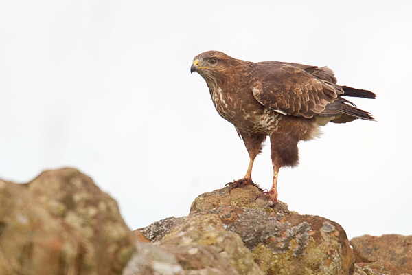 Common Buzzard on drystone wall. Apr '17.