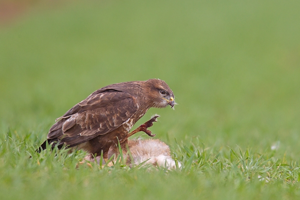 Common Buzzard feeding on brown hare prey. Apr '17.