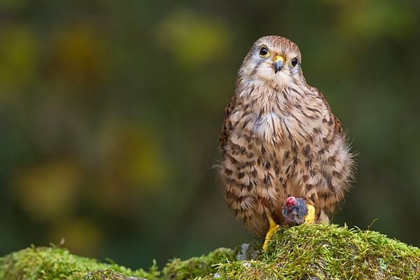 Female Kestrel with prey on mossy wall. Oct.'17.