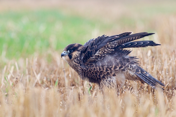 Juvenile Peregrine ruffling feathers. Oct. '17.