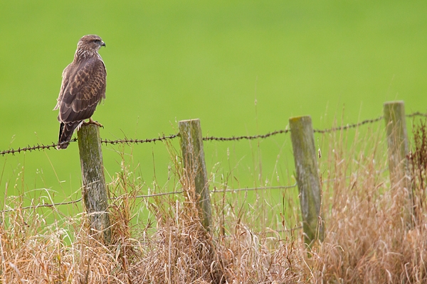 Common Buzzard on post. Oct.'17.