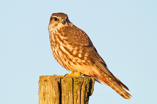 Female Kestrel on post. Jan '19.