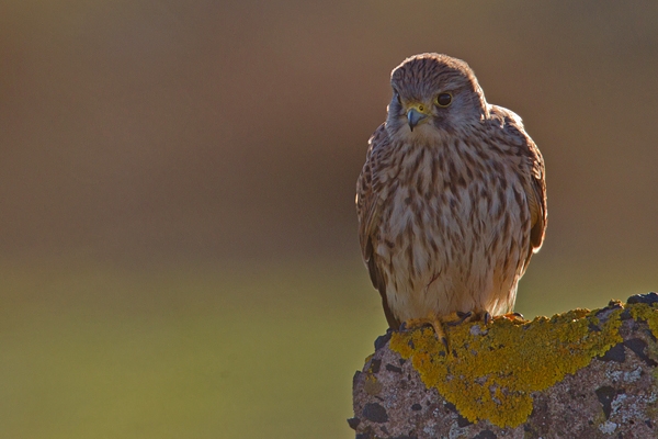 Female Kestrel on lichen post. Jan '19.