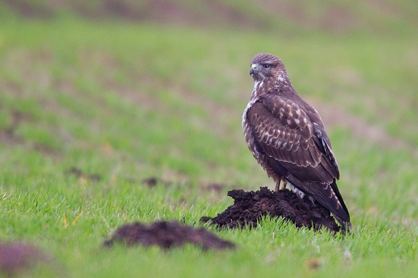 Common Buzzard hunting for worms 3. Jan '20.