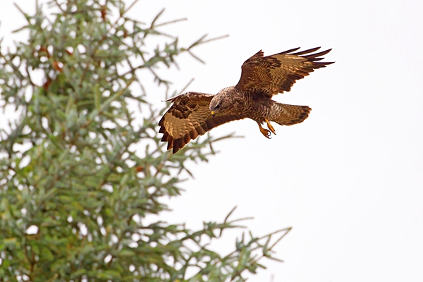 Common Buzzard in flight. Oct. '22.