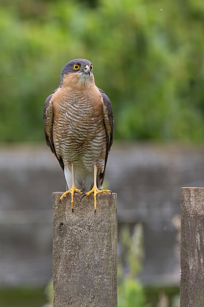 Male Sparrowhawk on fence. Jun. '23.