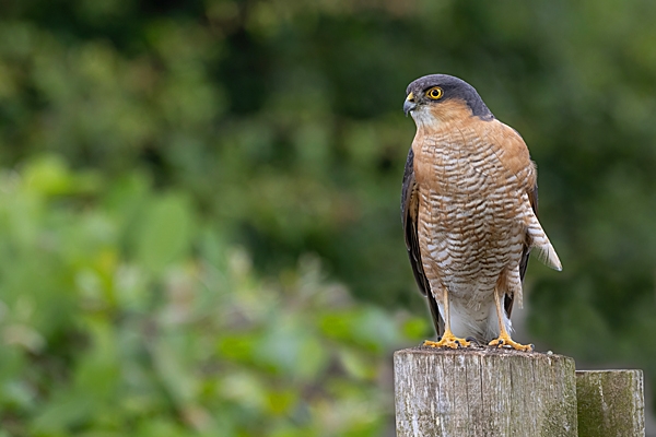 Male Sparrowhawk with loose feather on garden fence. Jun. '23.