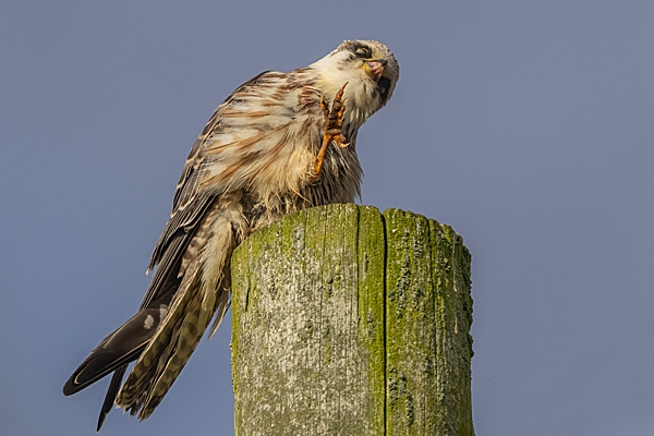 Juvenile Red footed Falcon  1. Sep. '23..