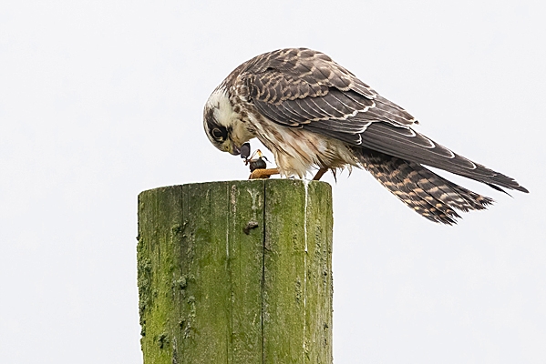 Juvenile Red footed Falcon feeding 1. Sep. '23.