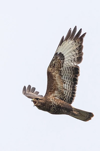 Buzzard in flight. July. '25.
