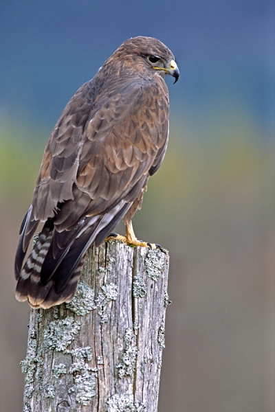 Common Buzzard.