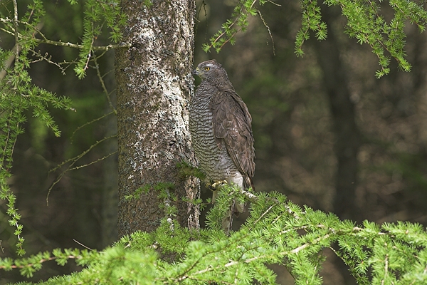 Goshawk in spring larch tree.