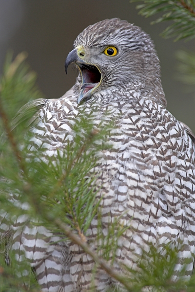 Goshawk,close up.