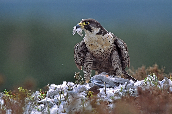 Peregrine,m with pigeon prey 1.