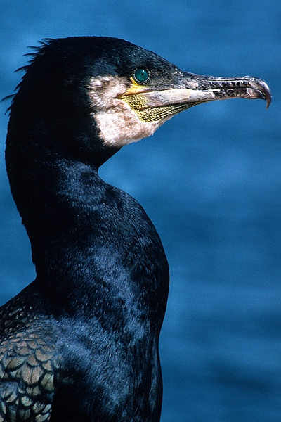 Cormorant,close up.