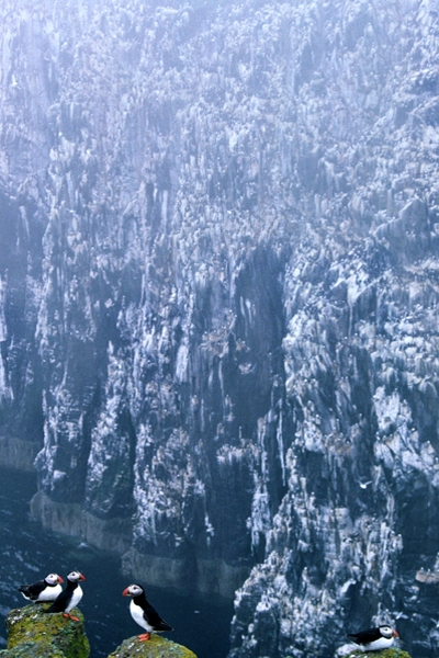 Puffins and cliffs.