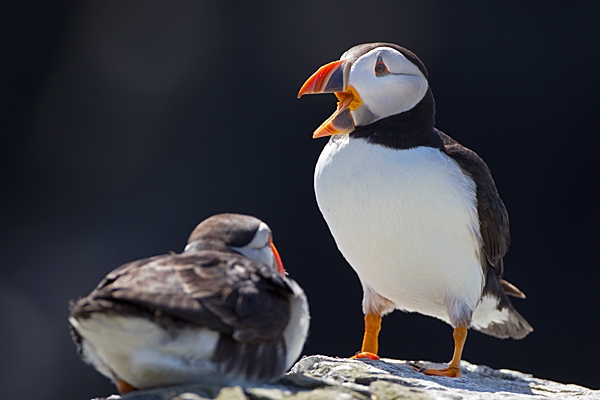 2 Puffins 3. June '11.
