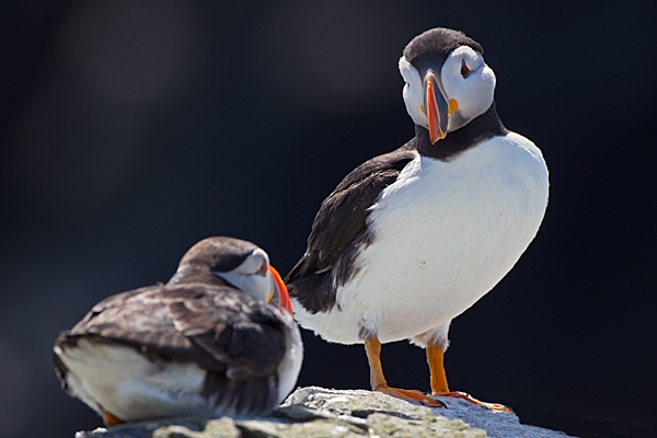 2 Puffins 2. June '11.