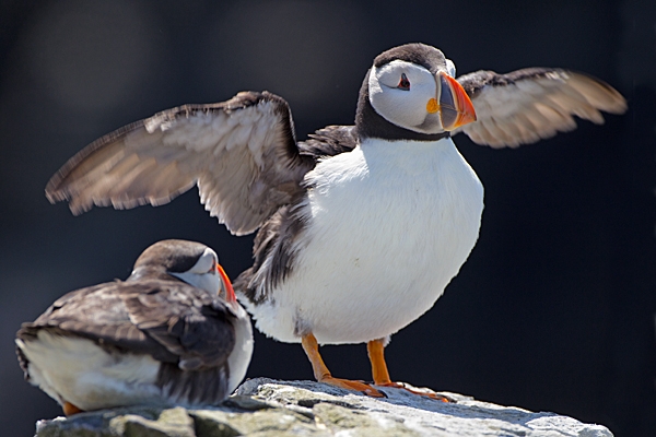 2 Puffins 1. June '11.