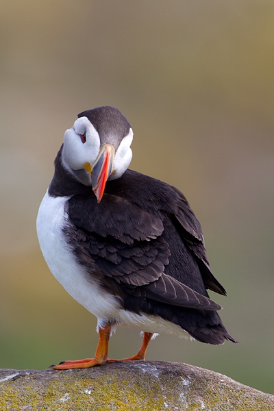 Puffin looking back over shoulder. June '11.