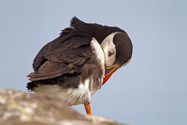 Puffin preening 2. June '11.