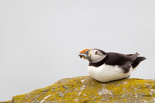 Puffin sat,with sandeels. June '11.
