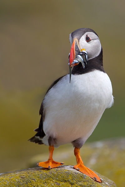 Puffin with sandeels,with raised foot. June '11.