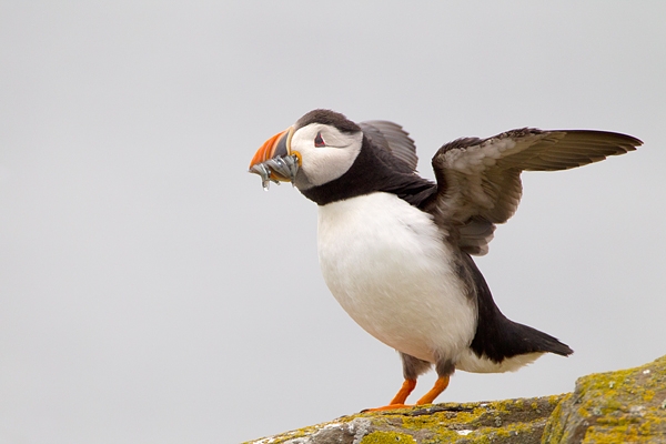 Puffin with sandeels,stood with wings out 3. June '11.