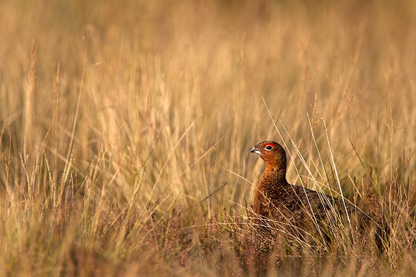 Red Grouse in grasses. Sept. '11.