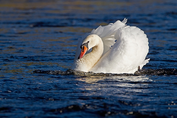 Mute Swan. Sept. '11.