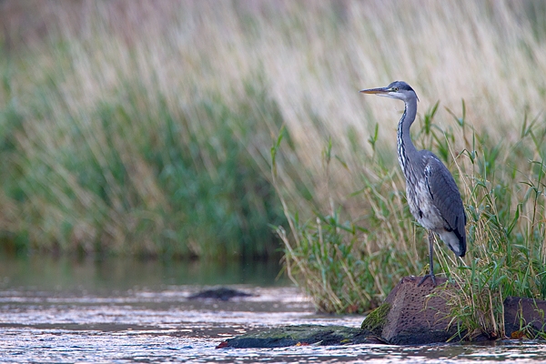 Heron on grassy rock. Sept. '11.