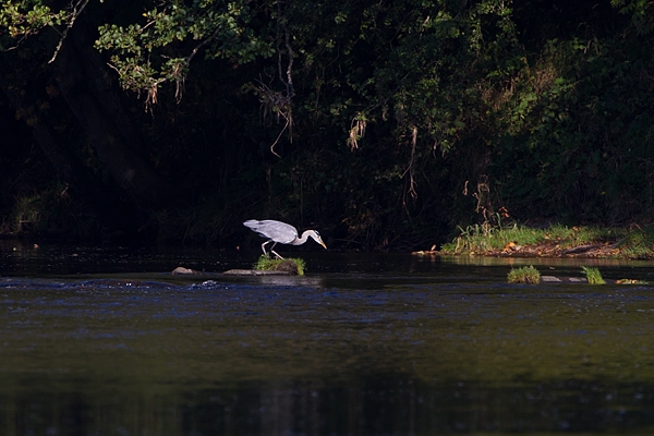 Spotlit Heron 2. Sept. '11.