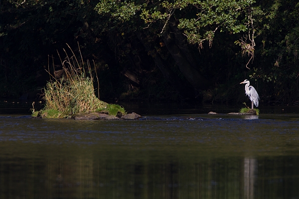 Spotlit Heron 1. Sept. '11.