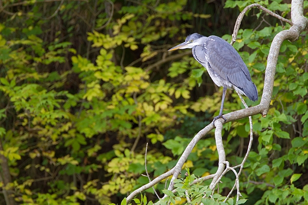Heron on branch. Sept. '11.
