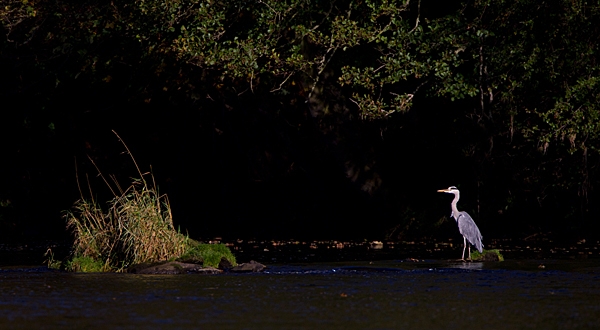 Heron pano. Oct '11.