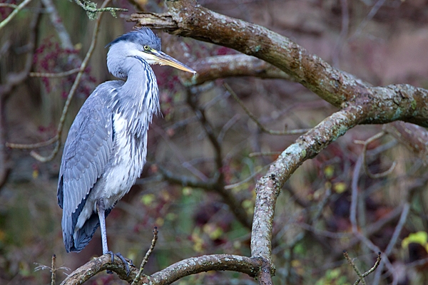 Heron in bare tree. Nov '11.