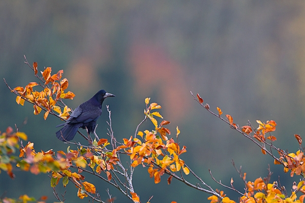 Rook on beech. Nov '11.